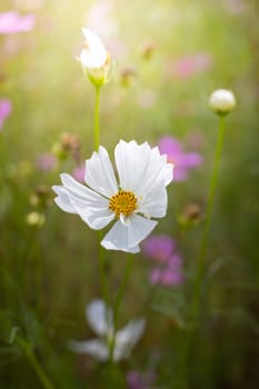 The background image of the colorful flowers, background nature