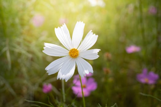 The background image of the colorful flowers, background nature