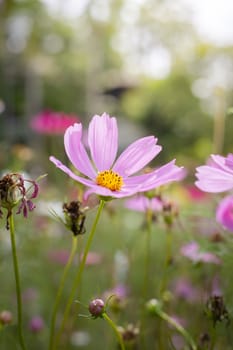 The background image of the colorful flowers, background nature