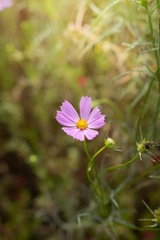 The background image of the colorful flowers, background nature