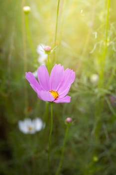 The background image of the colorful flowers, background nature