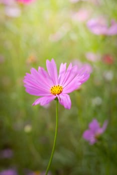 The background image of the colorful flowers, background nature