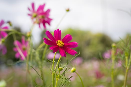 The background image of the colorful flowers, background nature