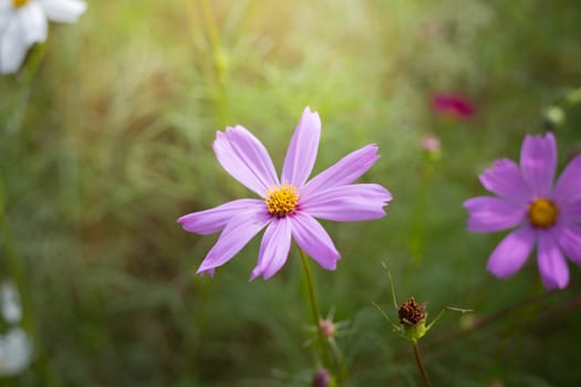 The background image of the colorful flowers, background nature