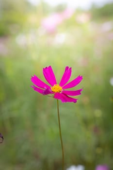 The background image of the colorful flowers, background nature