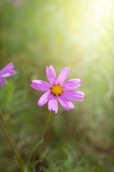The background image of the colorful flowers, background nature