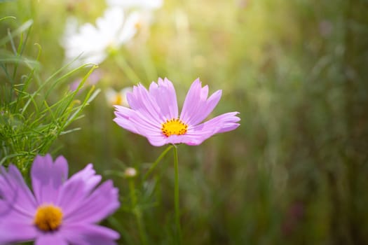 The background image of the colorful flowers, background nature