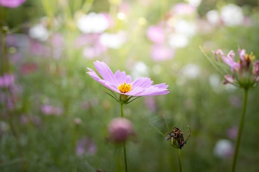 The background image of the colorful flowers, background nature