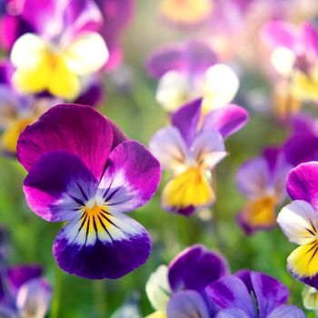 group of perennial yellow-violet Viola cornuta, known as horned pansy or horned violet.