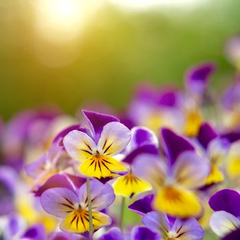 group of perennial yellow-violet Viola cornuta, known as horned pansy or horned violet.