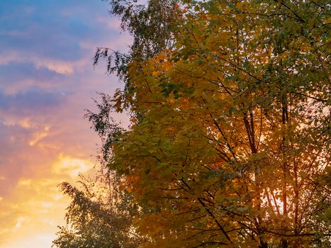 Autumn treetops against a cloudy sky at sunset. Background.