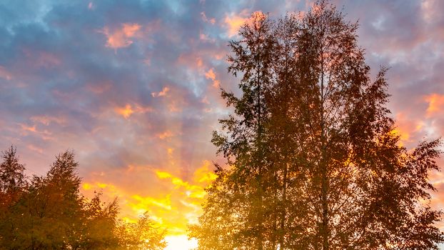 Autumn treetops against a cloudy sky at sunset. Background.