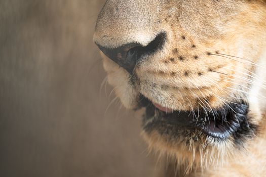 female african lion (Panthera leo) mouth close up