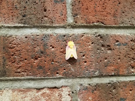 yellow and pink hairy moth insect on red brick wall