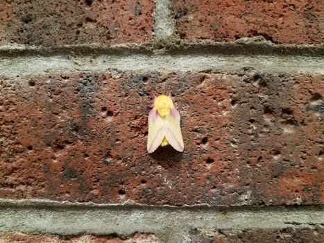 yellow and pink hairy moth insect on red brick wall
