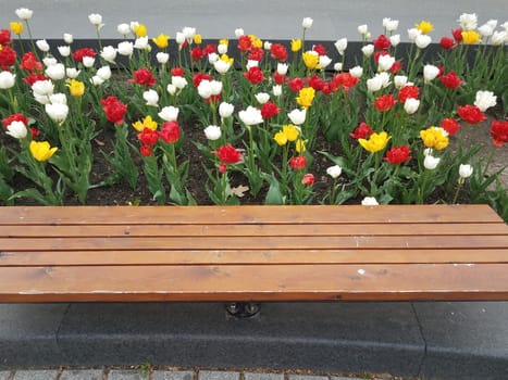 white, red, and yellow flower petals blooming and wood bench