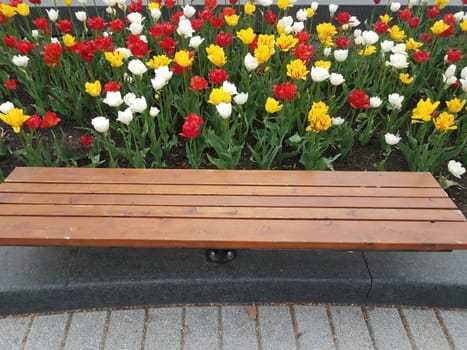 white, red, and yellow flower petals blooming and wood bench