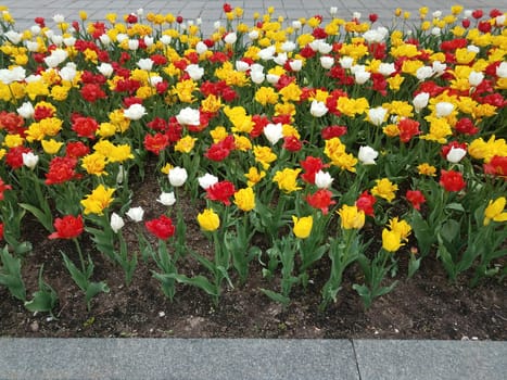 white, red, and yellow flower petals blooming and soil