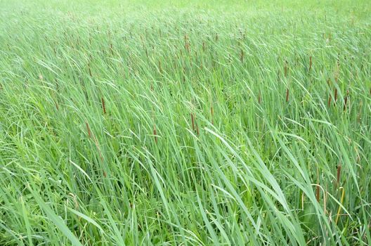 cat tails and green grasses and plants in the wind in wetland or swamp