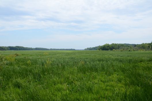 green grasses and plants in wetland or marsh environment with trees