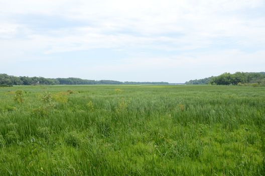 green grasses and plants in wetland or marsh environment with trees