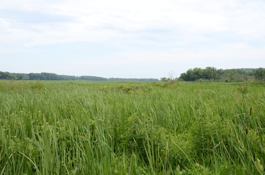 green grasses and plants in wetland or marsh environment with trees