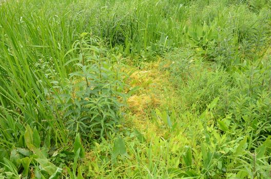 orange invasive weed or vine on green plants in wetland or swamp