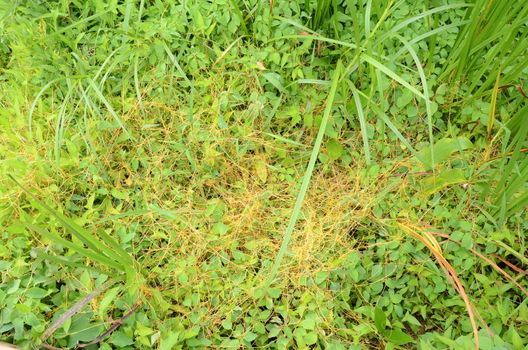 orange invasive weed or vine on green plants in wetland or swamp