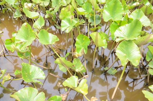 tiny turtle on leaf in murky or muddy water with green plants