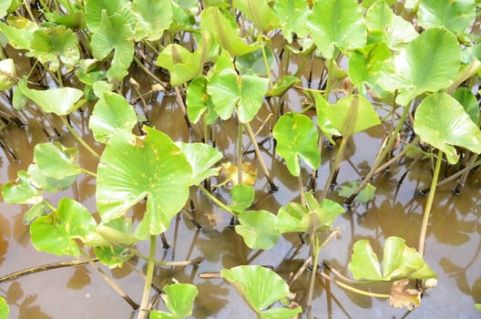 tiny turtle on leaf in murky or muddy water with green plants