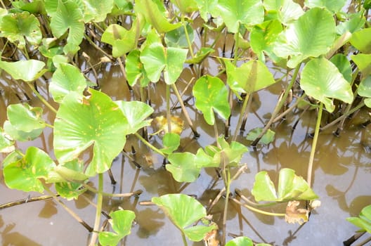 tiny turtle on leaf in murky or muddy water with green plants