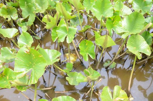 tiny turtle on leaf in murky or muddy water with green plants