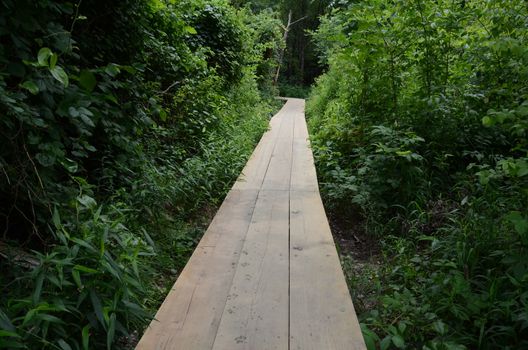 wooden boardwalk or path with wet paw prints and trees in the forest