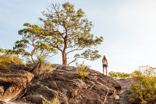 Back view of a woman standing next to a grand old gum tree at cliff lookout in Blue Mountains in afternoon sunlight, space for copy