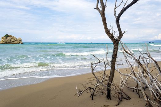 A lonely tree at Prasoudi Beach in the island of Corfu, Greece.