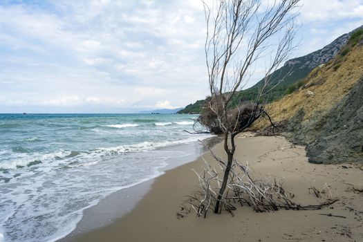 A lonely tree at Prasoudi Beach in the island of Corfu, Greece.