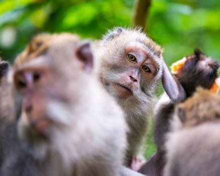 Macaque monkeys at Ubud Monkey Forest in Bali, Indonesia. One of them looking straight at the camera.