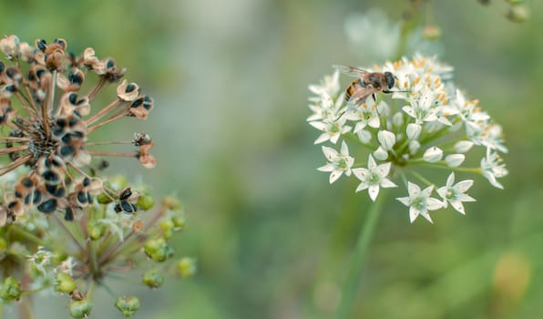 Small wild bee on flowering wild garlic allium ursinum closeup