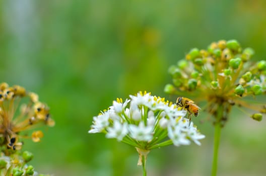 Small wild bee on flowering wild garlic allium ursinum closeup