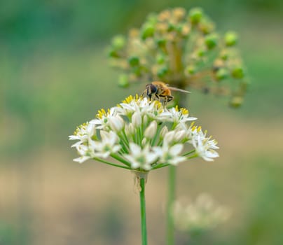 Small wild bee on flowering wild garlic allium ursinum closeup