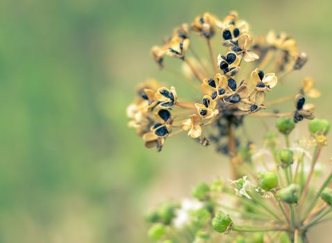 Dry garlic flower head, blooming and raw at nature horizontal