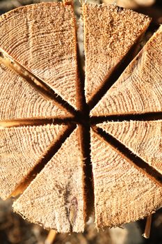 Preparation of fire. Sawn log background