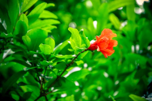 Pomegranate flowers and green leaves in nature