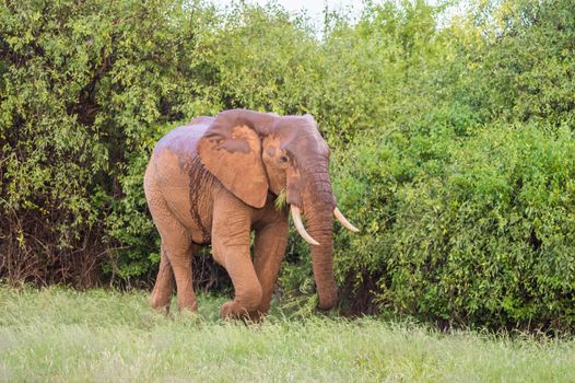 An old elephant in the savannah of Samburu Park in central Kenya