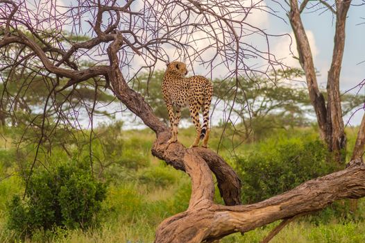 Cheetah perched on a dead tree in Samburu Park in central Kenya