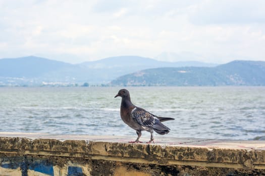 Pigeon near the lake of Ioannina on stone floor, Greece.