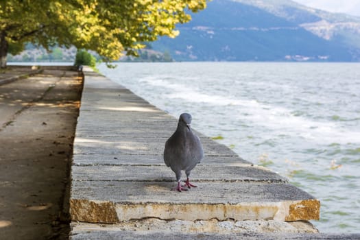 Pigeon near the lake of Ioannina on stone floor, Greece.