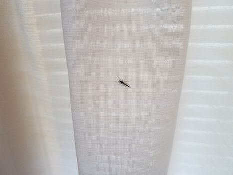 mosquito insect pest on white cloth fabric or curtain