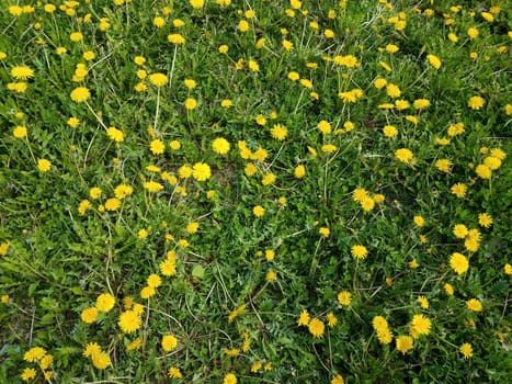 yellow dandelion weeds in green grass or lawn or yard