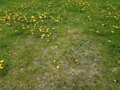 yellow dandelion weeds in green grass or lawn or yard